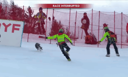 Quand les animaux s’invitent sur les pistes de ski