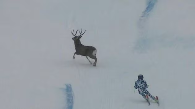 L'Autrichienne surprise par le cerf traversant devant elle (capture d'écran facebook / Sabrina Meier)