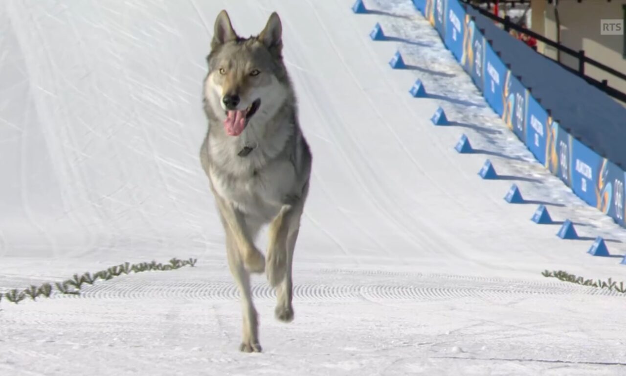 Un chien-loup à l&rsquo;arrivée, les Suissesses dans le coup